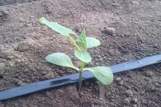 節(jié)水種植技術的管道，滴灌管道是什么原理?